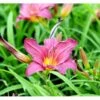 Daglilje 'Summer Wine' Hemerocallis H. 'Summer Wine' Potte 2 Liter. -Osmo Salgsbutik mi1190 hemerocallis hybrid summer wine 8f41