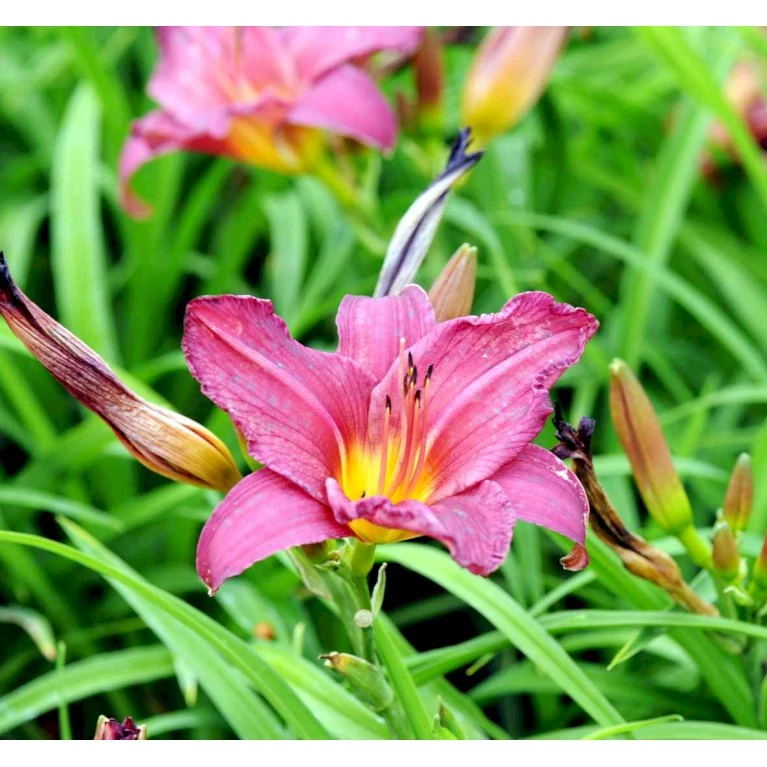 Daglilje 'Summer Wine' Hemerocallis H. 'Summer Wine' Potte 2 Liter. 3 Daglilje 'Summer Wine' Hemerocallis H. 'Summer Wine' Potte 2 Liter.