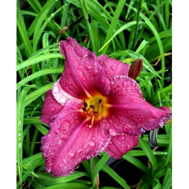 Daglilje 'Summer Wine' Hemerocallis H. 'Summer Wine' Potte 2 Liter. 7 Daglilje 'Summer Wine' Hemerocallis H. 'Summer Wine' Potte 2 Liter. - Billede 5