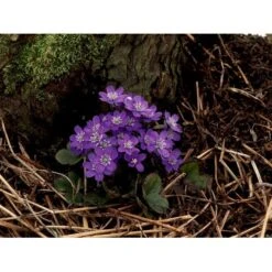 Blå Anemone Hepatica Nobilis 10 Cm. Potte -Osmo Salgsbutik mi1193 hepatica nobilis 0530