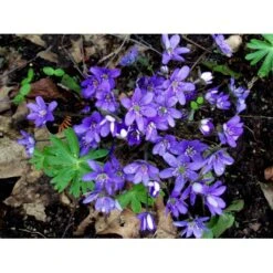 Blå Anemone Hepatica Nobilis 10 Cm. Potte -Osmo Salgsbutik mi1193 hepatica nobilis bbea