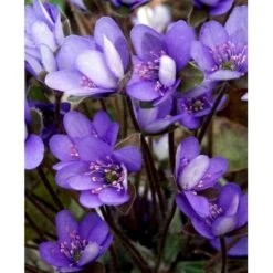 Blå Anemone Hepatica Nobilis 10 Cm. Potte -Osmo Salgsbutik mi1193 hepatica nobilis fb50