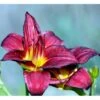 Daglilje Hemerocallis 'Pardon Me' Potte 2 Liter. -Osmo Salgsbutik mi11983 hemerocallis pardon me 2c16
