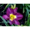 Daglilje 'Silent Sentry' Hemerocallis 'Silent Sentry' Potte 2 Liter. -Osmo Salgsbutik mi11997 hemerocallis silent sentry 449e