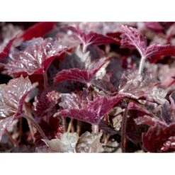 Alunrod 'Palace Purple' Heuchera Micrantha 'Palace Purple' 10 Cm. Potte 10 Alunrod 'Palace Purple' Heuchera Micrantha 'Palace Purple' 10 Cm. Potte -Osmo Salgsbutik mi1199 heuchera micrantha palace purple 70d6