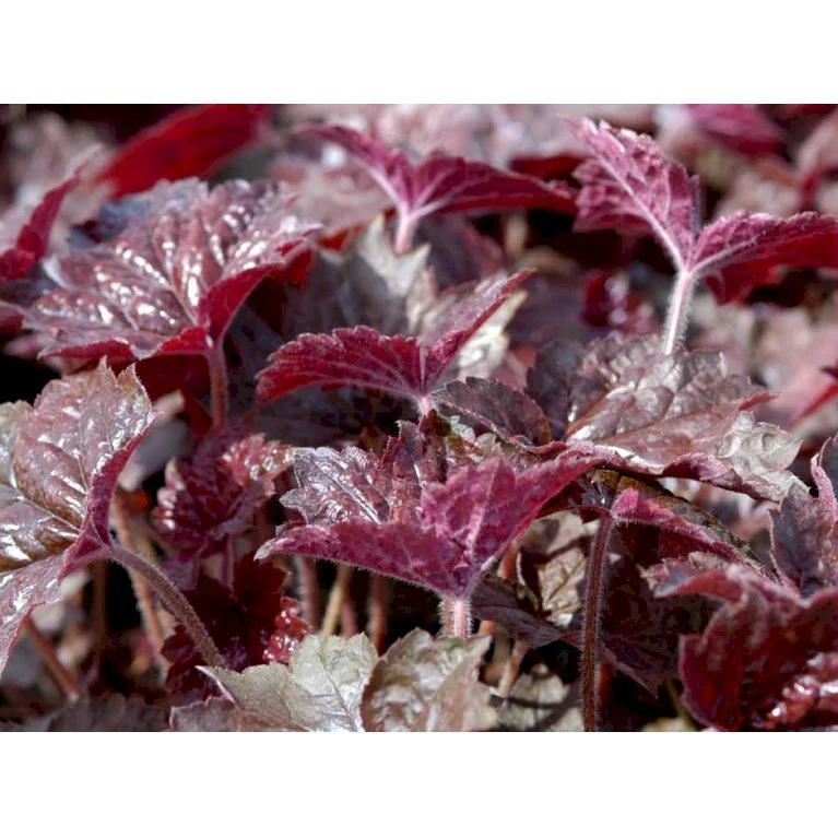 Alunrod 'Palace Purple' Heuchera Micrantha 'Palace Purple' 10 Cm. Potte 6 Alunrod 'Palace Purple' Heuchera Micrantha 'Palace Purple' 10 Cm. Potte - Billede 4