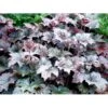 Alunrod 'Palace Purple' Heuchera Micrantha 'Palace Purple' 10 Cm. Potte -Osmo Salgsbutik mi1199 heuchera micrantha palace purple 7d31