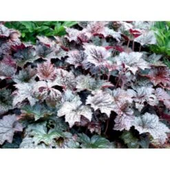 Alunrod 'Palace Purple' Heuchera Micrantha 'Palace Purple' 10 Cm. Potte