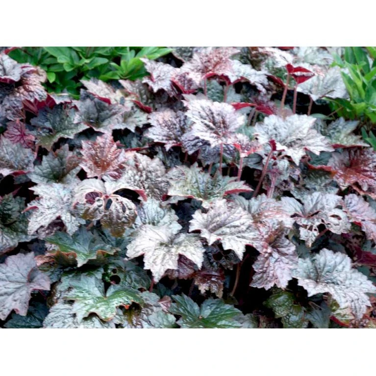 Alunrod 'Palace Purple' Heuchera Micrantha 'Palace Purple' 10 Cm. Potte 3 Alunrod 'Palace Purple' Heuchera Micrantha 'Palace Purple' 10 Cm. Potte