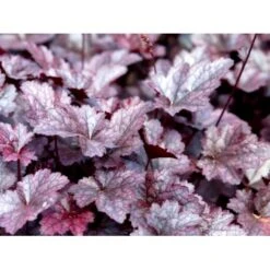 Alunrod 'Palace Purple' Heuchera Micrantha 'Palace Purple' 10 Cm. Potte 9 Alunrod 'Palace Purple' Heuchera Micrantha 'Palace Purple' 10 Cm. Potte -Osmo Salgsbutik mi1199 heuchera micrantha palace purple abc5
