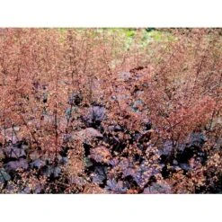 Alunrod 'Palace Purple' Heuchera Micrantha 'Palace Purple' 10 Cm. Potte 11 Alunrod 'Palace Purple' Heuchera Micrantha 'Palace Purple' 10 Cm. Potte -Osmo Salgsbutik mi1199 heuchera micrantha palace purple b8e7