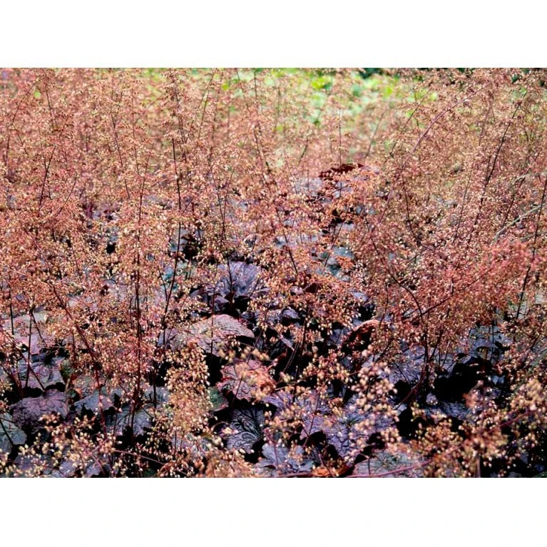 Alunrod 'Palace Purple' Heuchera Micrantha 'Palace Purple' 10 Cm. Potte 7 Alunrod 'Palace Purple' Heuchera Micrantha 'Palace Purple' 10 Cm. Potte - Billede 5