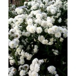 Nyserøllike Achillea Ptarmica 'Boule De Neige' 1 Liter Potte -Osmo Salgsbutik mi119 achillea ptarmica boule de neige 3b51
