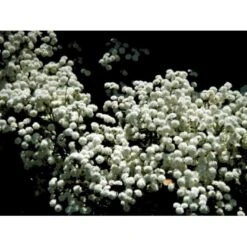 Nyserøllike Achillea Ptarmica 'Boule De Neige' 1 Liter Potte -Osmo Salgsbutik mi119 achillea ptarmica boule de neige 9fe8