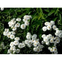 Nyserøllike Achillea Ptarmica 'Boule De Neige' 1 Liter Potte -Osmo Salgsbutik mi119 achillea ptarmica boule de neige f75a