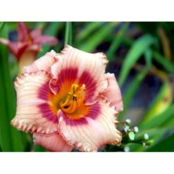 Daglilje 'Strawberry Candy' Hemerocallis 'Strawberry Candy' Potte 2 Liter. 9 Daglilje 'Strawberry Candy' Hemerocallis 'Strawberry Candy' Potte 2 Liter. -Osmo Salgsbutik mi12007 hemerocallis strawberry candy 0071