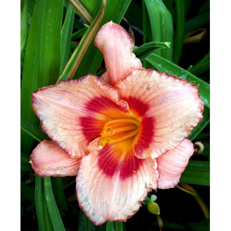 Daglilje 'Strawberry Candy' Hemerocallis 'Strawberry Candy' Potte 2 Liter. 5 Daglilje 'Strawberry Candy' Hemerocallis 'Strawberry Candy' Potte 2 Liter. - Billede 3