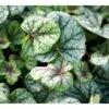 Alunrod 'Green Spice'® Heuchera H. 'Green Spice'® 1 Liter Potte -Osmo Salgsbutik mi12065 heuchera green spice r 3172