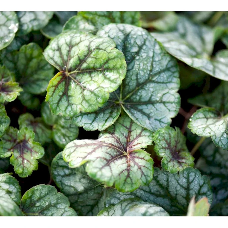 Alunrod 'Green Spice'® Heuchera H. 'Green Spice'® 1 Liter Potte 3 Alunrod 'Green Spice'® Heuchera H. 'Green Spice'® 1 Liter Potte