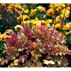 Alunrod 'Marmalade'® Heuchera H. 'Marmalade'® 1 Liter Potte 12 Alunrod 'Marmalade'® Heuchera H. 'Marmalade'® 1 Liter Potte -Osmo Salgsbutik mi12069 heuchera marmalade r 1de4