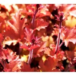 Alunrod 'Marmalade'® Heuchera H. 'Marmalade'® 1 Liter Potte 13 Alunrod 'Marmalade'® Heuchera H. 'Marmalade'® 1 Liter Potte -Osmo Salgsbutik mi12069 heuchera marmalade r e552