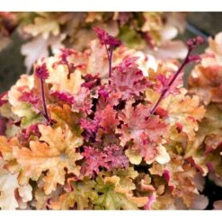 Alunrod 'Marmalade'® Heuchera H. 'Marmalade'® 1 Liter Potte 10 Alunrod 'Marmalade'® Heuchera H. 'Marmalade'® 1 Liter Potte -Osmo Salgsbutik mi12069 heuchera marmalade r edc1