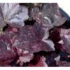 Alunrod 'Midnight Rose' Heuchera Hybrid 'Midnight Rose' 1 Liter Potte 2 Alunrod 'Midnight Rose' Heuchera Hybrid 'Midnight Rose' 1 Liter Potte -Osmo Salgsbutik mi12073 heuchera midnight rose r c438