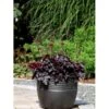 Alunrod 'Obsidian' Heuchera Hybrid 'Obsidian' 1 Liter Potte -Osmo Salgsbutik mi12076 heuchera obsidian 199b
