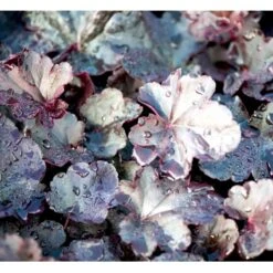 Alunrod 'Obsidian' Heuchera Hybrid 'Obsidian' 1 Liter Potte -Osmo Salgsbutik mi12076 heuchera obsidian 41cd