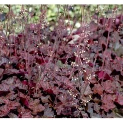 Alunrod 'Obsidian' Heuchera Hybrid 'Obsidian' 1 Liter Potte -Osmo Salgsbutik mi12076 heuchera obsidian 49cf