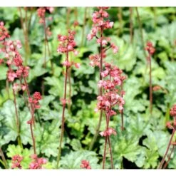 Alunrod 'Paris' Heuchera Hybrid 'Paris' 3,0 Liter Potte -Osmo Salgsbutik mi12077 heuchera paris ff79