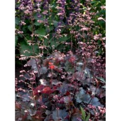Alunrod 'Rachel' Heuchera Hybrid 'Rachel' 1 Liter Potte -Osmo Salgsbutik mi12089 heuchera rachel 133d