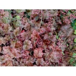 Alunrod 'Rachel' Heuchera Hybrid 'Rachel' 1 Liter Potte -Osmo Salgsbutik mi12089 heuchera rachel 4cfc