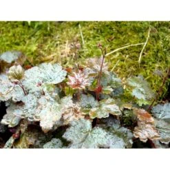 Alunrod 'Rachel' Heuchera Hybrid 'Rachel' 1 Liter Potte -Osmo Salgsbutik mi12089 heuchera rachel 69ea