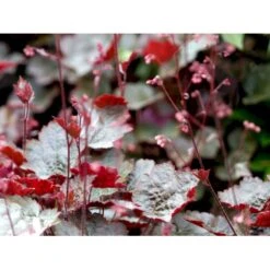 Alunrod 'Rachel' Heuchera Hybrid 'Rachel' 1 Liter Potte -Osmo Salgsbutik mi12089 heuchera rachel 78e2