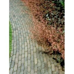 Alunrod 'Rachel' Heuchera Hybrid 'Rachel' 1 Liter Potte -Osmo Salgsbutik mi12089 heuchera rachel b290