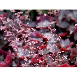 Alunrod 'Rachel' Heuchera Hybrid 'Rachel' 1 Liter Potte -Osmo Salgsbutik mi12089 heuchera rachel fa58