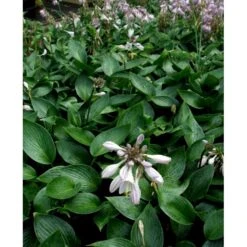 Funkia 'Devon Green' Hosta Hybrid 'Devon Green' 1 Liter Potte -Osmo Salgsbutik mi12142 hosta devon green 1de7