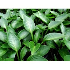Funkia 'Devon Green' Hosta Hybrid 'Devon Green' 1 Liter Potte -Osmo Salgsbutik mi12142 hosta devon green 1fb7