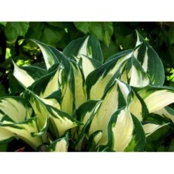 Funkia 'Fire And Ice' Hosta Hybrid 'Fire And Ice' Potte 2 Liter. -Osmo Salgsbutik mi12148 hosta fire ice 3f72
