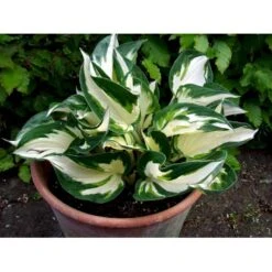 Funkia 'Fire And Ice' Hosta Hybrid 'Fire And Ice' Potte 2 Liter. -Osmo Salgsbutik mi12148 hosta fire ice 4efe