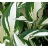 Funkia 'Fire And Ice' Hosta Hybrid 'Fire And Ice' Potte 2 Liter. -Osmo Salgsbutik mi12148 hosta fire ice f91b
