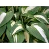 Funkia 'Night Before Christmas' Hosta Hybrid 'Night Before Christmas' 1 Liter Potte