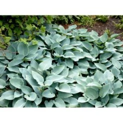 Funkia 'Halcyon' Hosta Tardiana 'Halcyon' 1 Liter Potte -Osmo Salgsbutik mi12165 hosta halcyon 4de0