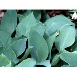 Funkia 'Halcyon' Hosta Tardiana 'Halcyon' 1 Liter Potte -Osmo Salgsbutik mi12165 hosta halcyon 6dda