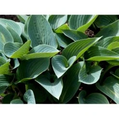Funkia 'Halcyon' Hosta Tardiana 'Halcyon' 1 Liter Potte -Osmo Salgsbutik mi12165 hosta halcyon bde1