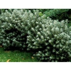 Havtorn 'Hikul' (han) Hippophae Rhamnoides 'Hikul' (han) Potte 4,0 Liter,- 50-60 Cm. 9 Havtorn 'Hikul' (han) Hippophae Rhamnoides 'Hikul' (han) Potte 4,0 Liter,- 50-60 Cm. -Osmo Salgsbutik mi1217 hippophae rhamnoides hikul c6de