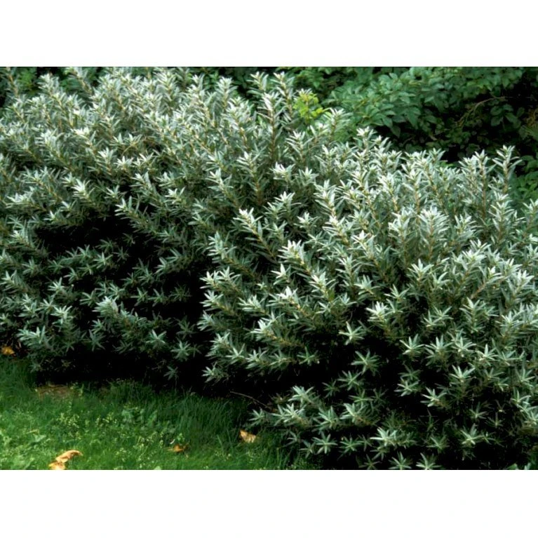 Havtorn 'Hikul' (han) Hippophae Rhamnoides 'Hikul' (han) Potte 4,0 Liter,- 50-60 Cm. 6 Havtorn 'Hikul' (han) Hippophae Rhamnoides 'Hikul' (han) Potte 4,0 Liter,- 50-60 Cm. - Billede 4