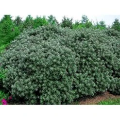 Havtorn 'Hikul' (han) Hippophae Rhamnoides 'Hikul' (han) Potte 4,0 Liter,- 50-60 Cm. 8 Havtorn 'Hikul' (han) Hippophae Rhamnoides 'Hikul' (han) Potte 4,0 Liter,- 50-60 Cm. -Osmo Salgsbutik mi1217 hippophae rhamnoides hikul ff88