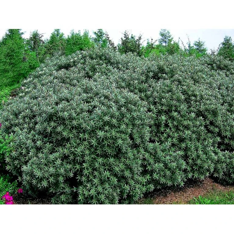 Havtorn 'Hikul' (han) Hippophae Rhamnoides 'Hikul' (han) Potte 4,0 Liter,- 50-60 Cm. 5 Havtorn 'Hikul' (han) Hippophae Rhamnoides 'Hikul' (han) Potte 4,0 Liter,- 50-60 Cm. - Billede 3